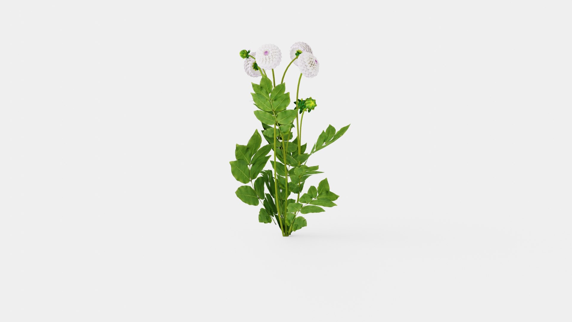 EVELINE 3D Model - TurboSquid 2249190