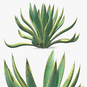 Agave Americana Century Agave