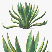 Agave Americana Century Agave