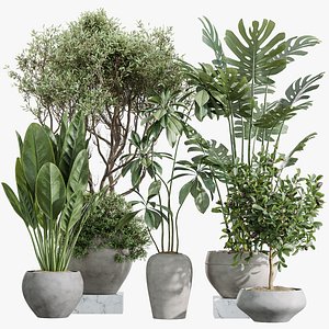 AV Indoor Plants Set 255 Arbequina Olive and Ficus Cyathistipula and Elegant Monstera and Beliza 3D model