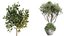 AV Indoor Plants Set 255 Arbequina Olive and Ficus Cyathistipula and Elegant Monstera and Beliza