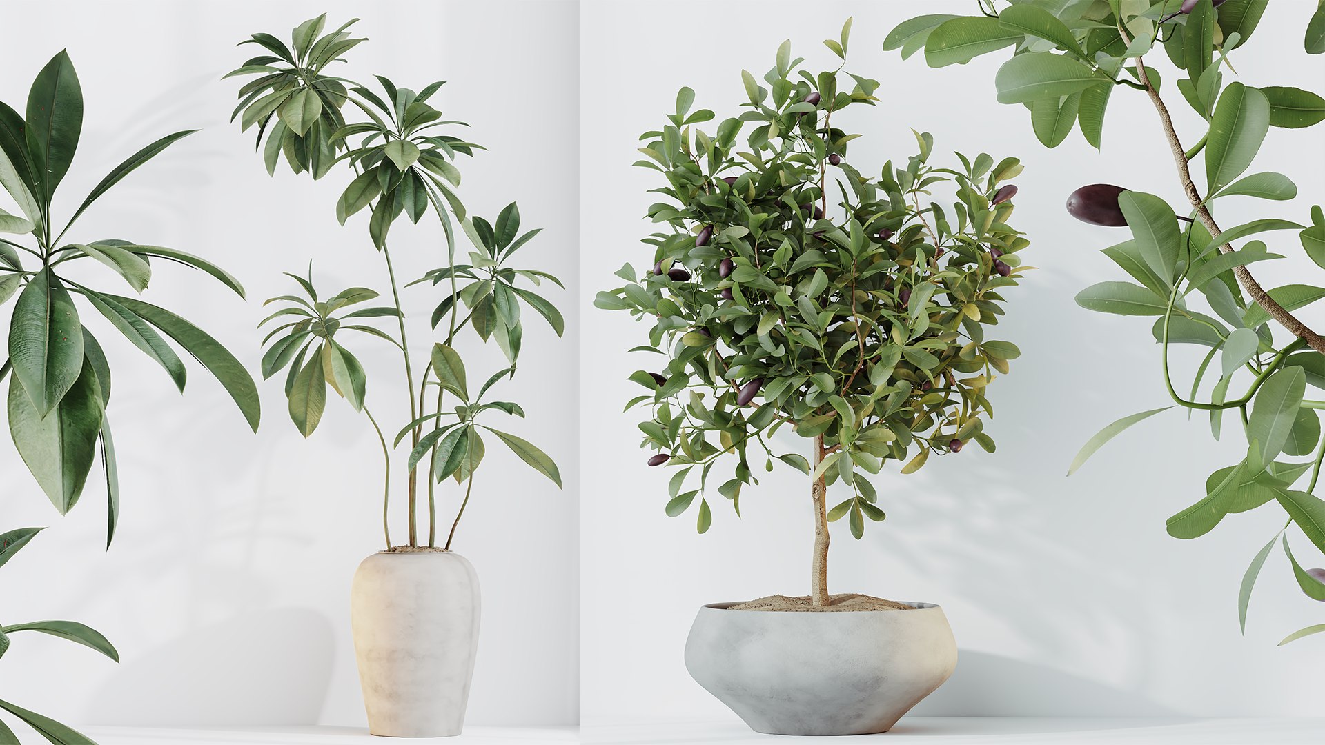 AV Indoor Plants Set 255 Arbequina Olive and Ficus Cyathistipula and Elegant Monstera and Beliza 3D model https://p.turbosquid.com/ts-thumb/oJ/sxQgXF/Ld/06/png/1751879538/1920x1080/fit_q87/12e3f2322bdf417f4ff6d10010d425bf6b00e4d1/06.jpg