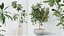 AV Indoor Plants Set 255 Arbequina Olive and Ficus Cyathistipula and Elegant Monstera and Beliza