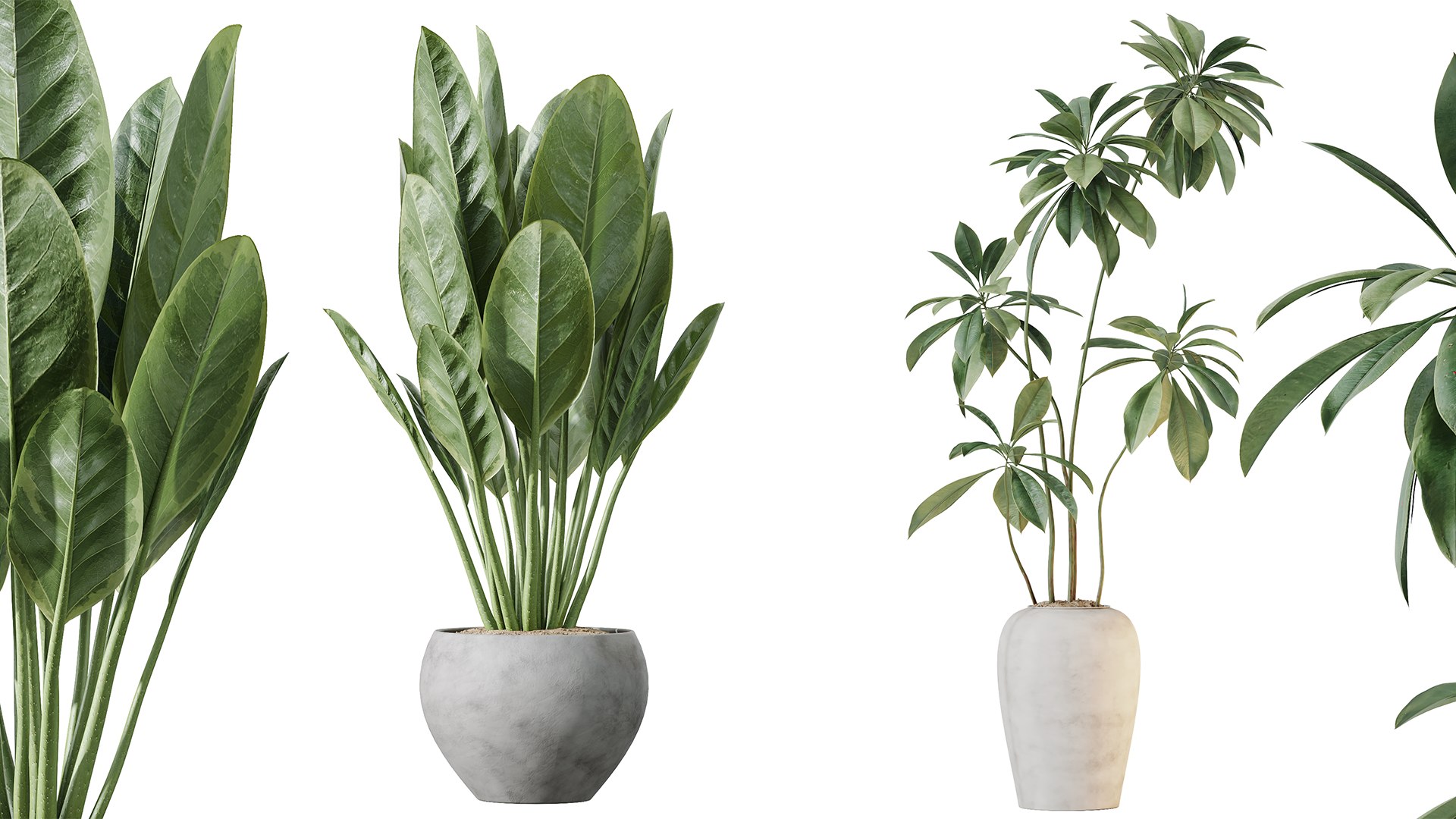 AV Indoor Plants Set 255 Arbequina Olive and Ficus Cyathistipula and Elegant Monstera and Beliza 3D model https://p.turbosquid.com/ts-thumb/oJ/sxQgXF/Tr/04/png/1751879536/1920x1080/fit_q87/896df988c7e02760938be5ddfe70635abb1a1426/04.jpg