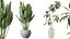 AV Indoor Plants Set 255 Arbequina Olive and Ficus Cyathistipula and Elegant Monstera and Beliza