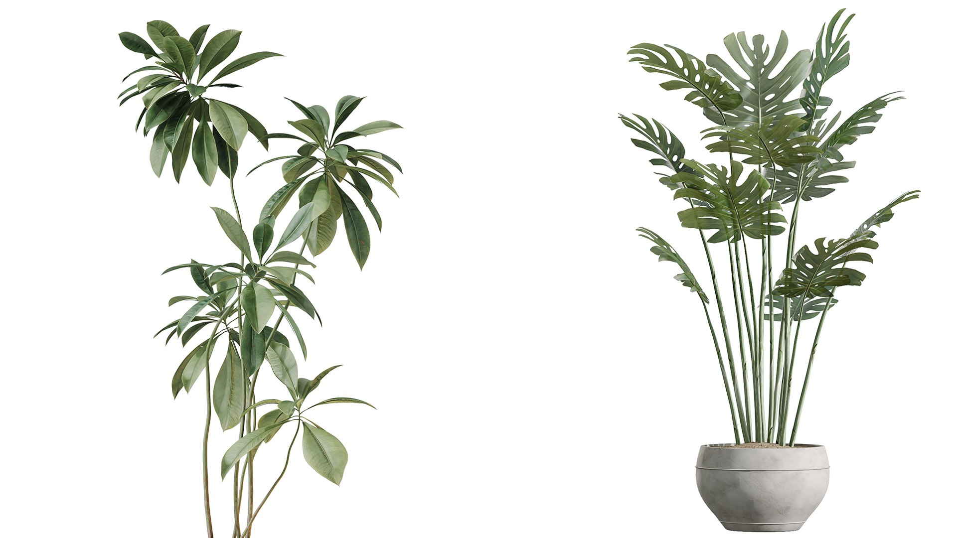 AV Indoor Plants Set 255 Arbequina Olive and Ficus Cyathistipula and Elegant Monstera and Beliza 3D model https://p.turbosquid.com/ts-thumb/oJ/sxQgXF/Zv/03/png/1751879535/1920x1080/fit_q87/334c3f0c8186189f15c15bb549ba98a6872dc902/03.jpg