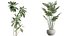 AV Indoor Plants Set 255 Arbequina Olive and Ficus Cyathistipula and Elegant Monstera and Beliza