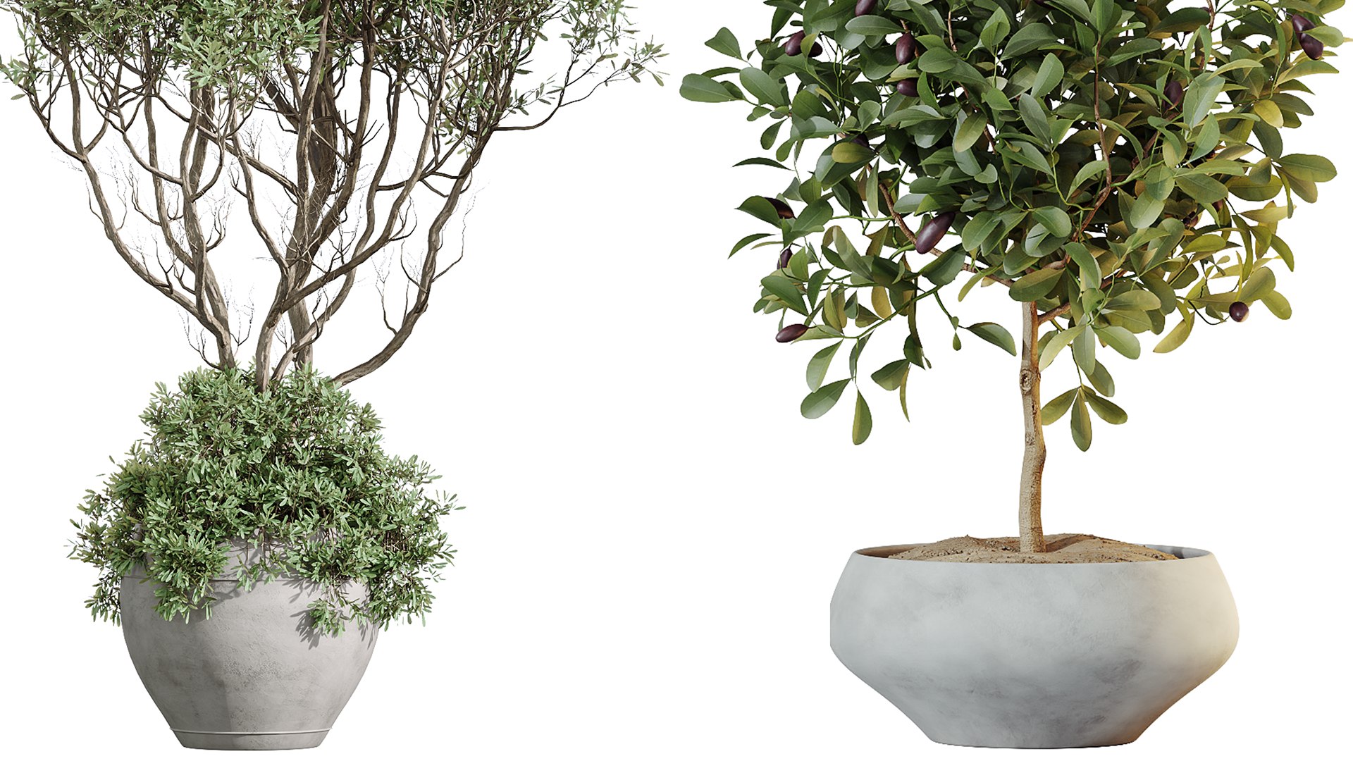 AV Indoor Plants Set 255 Arbequina Olive and Ficus Cyathistipula and Elegant Monstera and Beliza 3D model https://p.turbosquid.com/ts-thumb/oJ/sxQgXF/xn/05/png/1751879537/1920x1080/fit_q87/ffcbf784e81d4eb925f1715ac09ffbbb86083a17/05.jpg