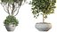 AV Indoor Plants Set 255 Arbequina Olive and Ficus Cyathistipula and Elegant Monstera and Beliza