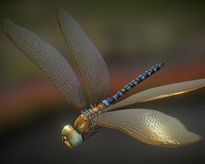dragonfly 01 3d model