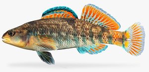 Etheostoma caeruleum Rainbow Darter