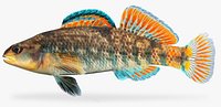 Etheostoma caeruleum Rainbow Darter