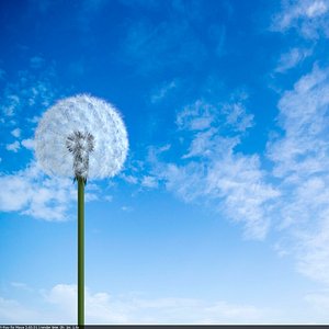 dandelion simple animation model