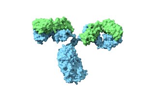 antibody immunoglobulin protein model