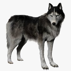 Siberian Husky Rigged Fur 3D 3D
