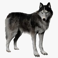 Siberian Husky Rigged Fur 3D