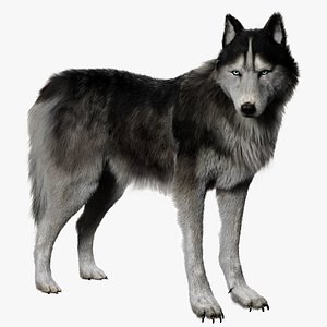 Siberian Husky Rigged Fur 3D