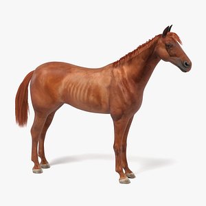 quarter horse 3d model