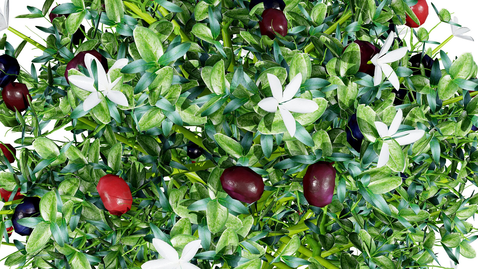 Carissa macrocarpa 3D Plant Model Pack 3D model https://p.turbosquid.com/ts-thumb/oK/NDngO7/1V/natalplumz1l/jpg/1750197322/1920x1080/fit_q87/0aa9c3f5a987b5b65a8cb5f6846c51f7d56c5576/natalplumz1l.jpg