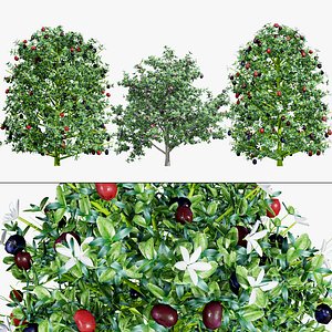 Carissa macrocarpa 3D Plant Model Pack 3D model