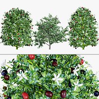 Carissa macrocarpa 3D Plant Model Pack