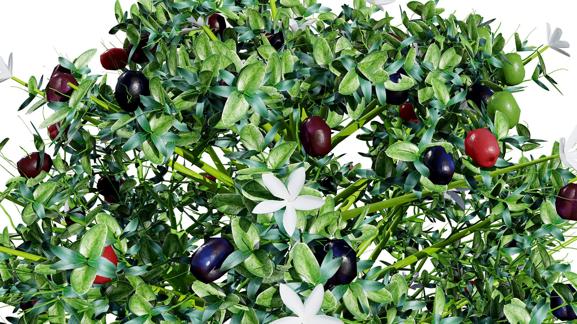 Carissa macrocarpa 3D Plant Model Pack 3D model https://p.turbosquid.com/ts-thumb/oK/NDngO7/XO/natalplum2z3l/jpg/1750197324/1920x1080/fit_q87/a7e6585ef37edf26f7369b1e3f9377b1edf2fdcf/natalplum2z3l.jpg