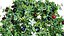 Carissa macrocarpa 3D-Pflanzenmodellpaket
