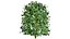 Carissa macrocarpa 3D-Pflanzenmodellpaket