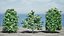 Carissa macrocarpa 3D-Pflanzenmodellpaket