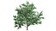 Carissa macrocarpa 3D-Pflanzenmodellpaket