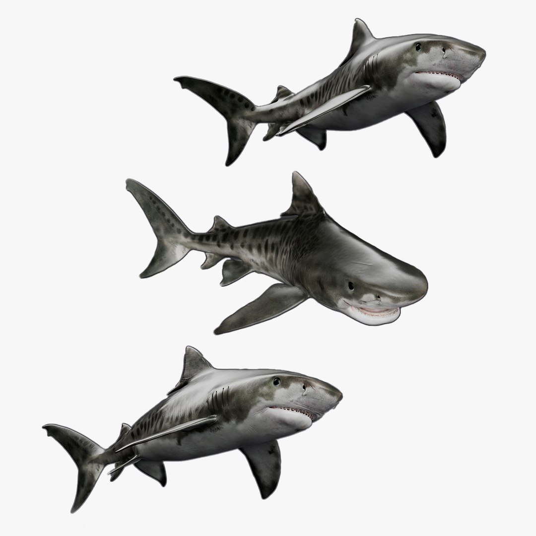 Tiger Shark Animated Rigged For Maya Collection 3D model preview