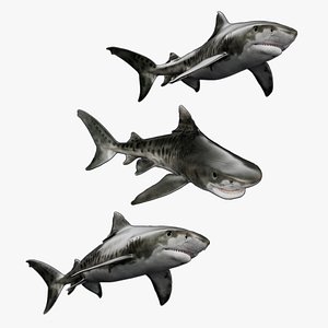 Tiger Shark Animated Rigged For Maya Collection