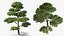 Evergreen Trees Collection 2