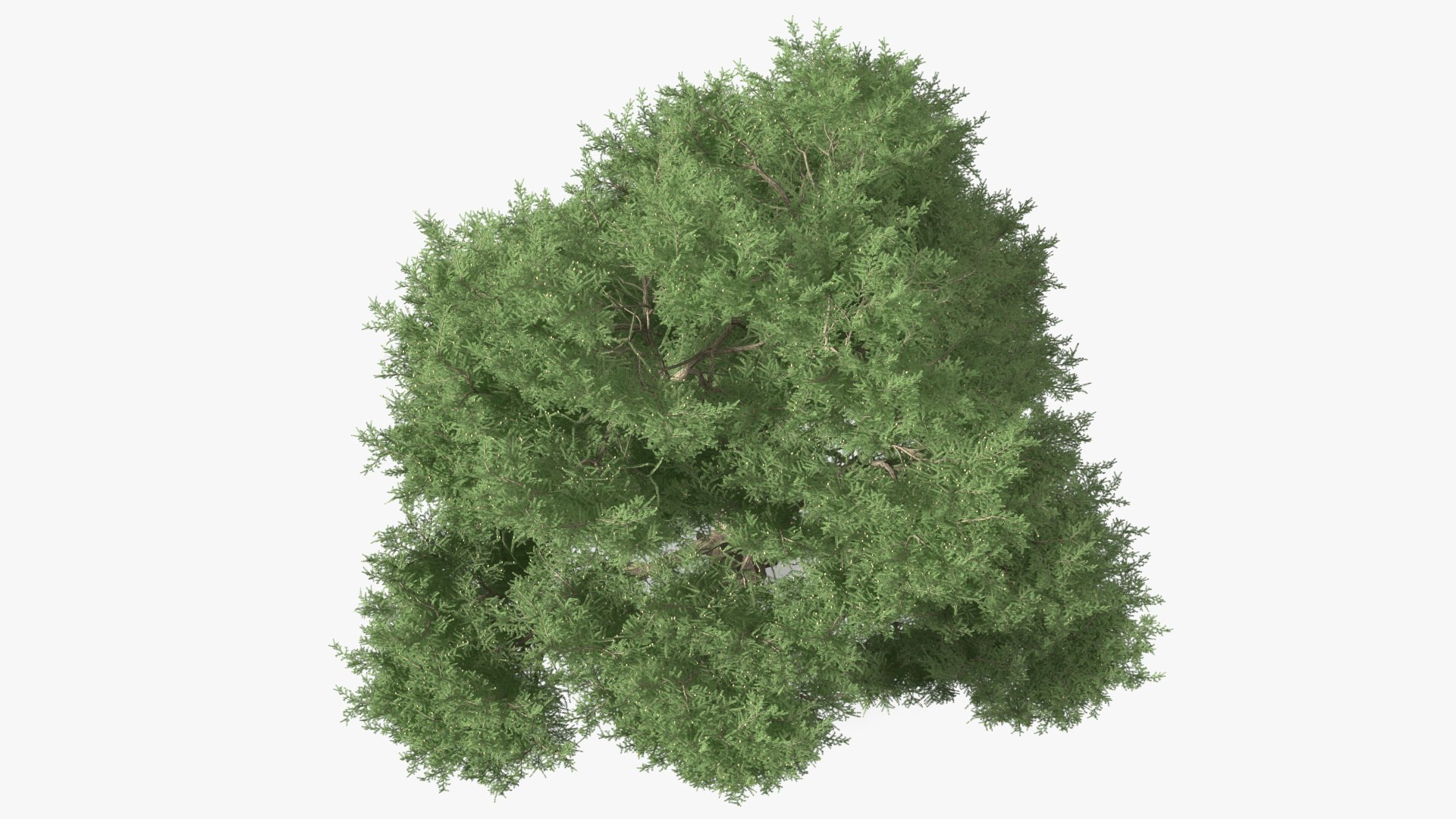 3D Evergreen Trees Collection 2 https://p.turbosquid.com/ts-thumb/oK/Tsu5hp/0S/evergreentreescollection2mb3dmodel049/jpg/1647002327/1920x1080/fit_q87/947646471d6a99dc93752379b7e356dff5957a76/evergreentreescollection2mb3dmodel049.jpg