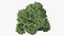 Evergreen Trees Collection 2