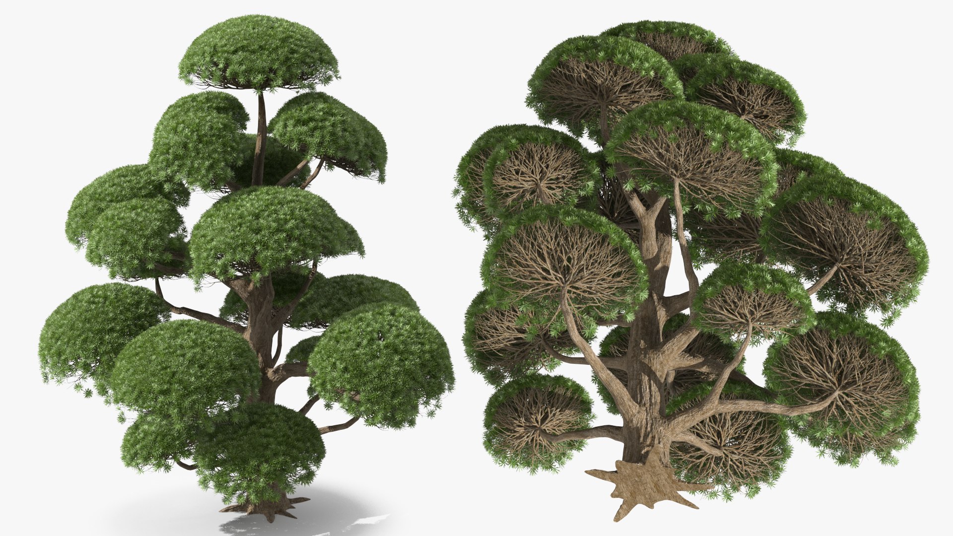 3D Evergreen Trees Collection 2 https://p.turbosquid.com/ts-thumb/oK/Tsu5hp/2M/evergreentreescollection2mb3dmodel061/jpg/1647002366/1920x1080/fit_q87/2dfc609448c5d96266977bb5b95eeec9d64b36bc/evergreentreescollection2mb3dmodel061.jpg
