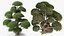 Evergreen Trees Collection 2