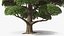 Evergreen Trees Collection 2