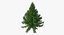 Evergreen Trees Collection 2