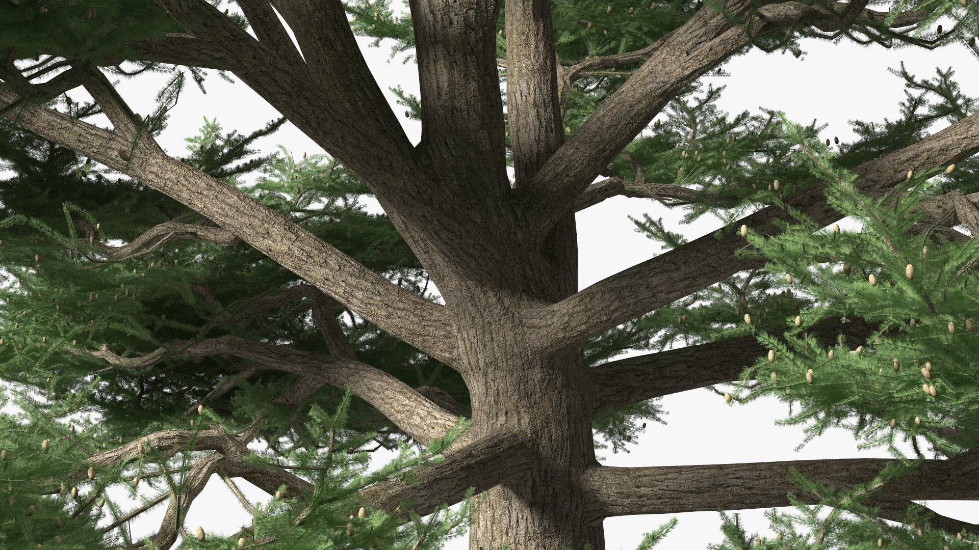 3D Evergreen Trees Collection 2 https://p.turbosquid.com/ts-thumb/oK/Tsu5hp/5F/evergreentreescollection2mb3dmodel052/jpg/1647002336/1920x1080/fit_q87/8665fa9b0a0c16f3efe65b7e7c20824dd36ae238/evergreentreescollection2mb3dmodel052.jpg