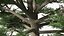 Evergreen Trees Collection 2