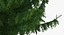 Evergreen Trees Collection 2