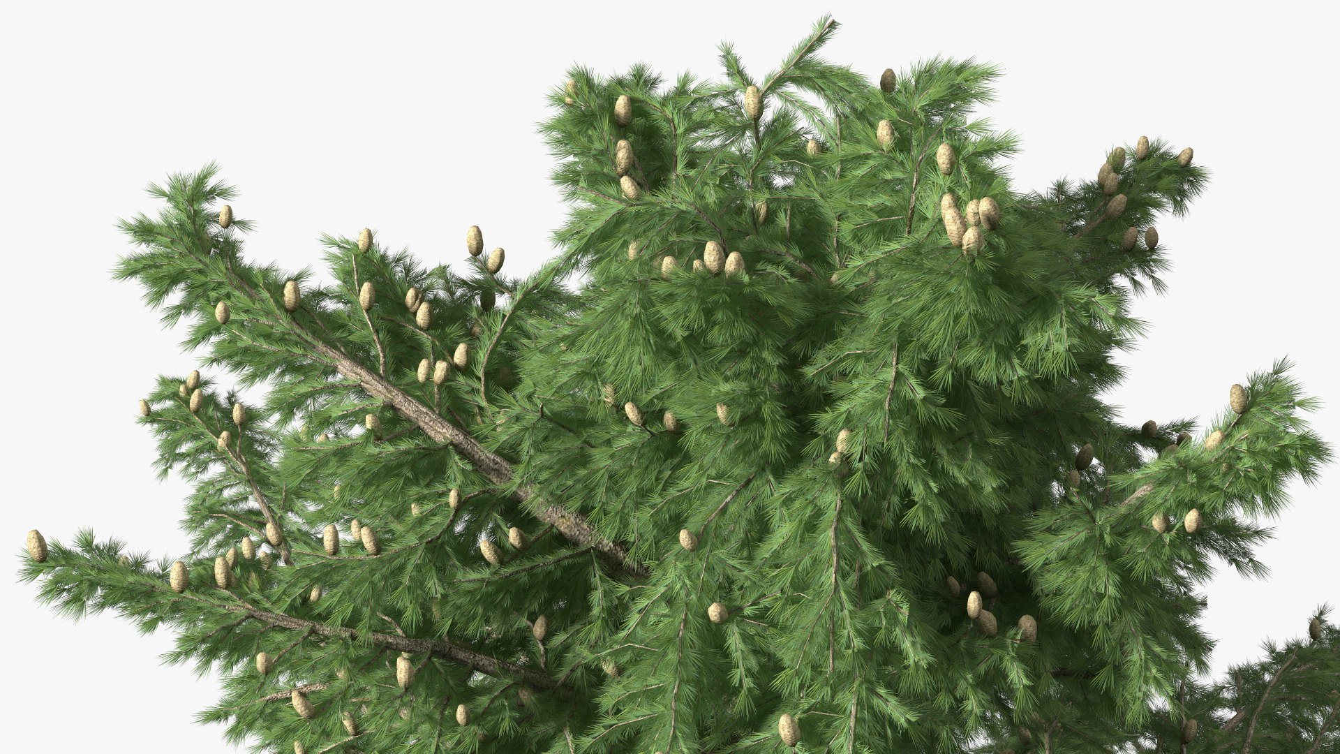3D Evergreen Trees Collection 2 https://p.turbosquid.com/ts-thumb/oK/Tsu5hp/6i/evergreentreescollection2mb3dmodel037/jpg/1647002291/1920x1080/fit_q87/841c0068f767d85b4ee722379b719dd230e5e26e/evergreentreescollection2mb3dmodel037.jpg