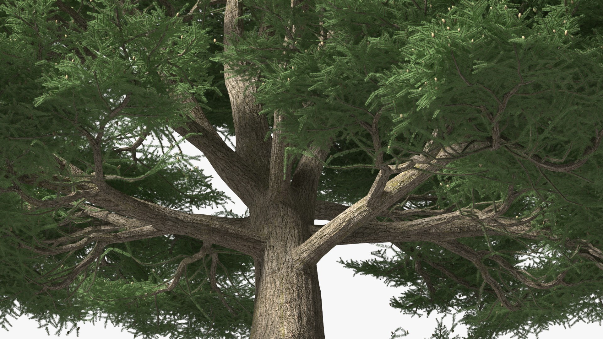3D Evergreen Trees Collection 2 https://p.turbosquid.com/ts-thumb/oK/Tsu5hp/9H/evergreentreescollection2mb3dmodel050/jpg/1647002330/1920x1080/fit_q87/1fd6b72ef29cba4f854869608daf0d2fccd03269/evergreentreescollection2mb3dmodel050.jpg