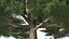 Evergreen Trees Collection 2
