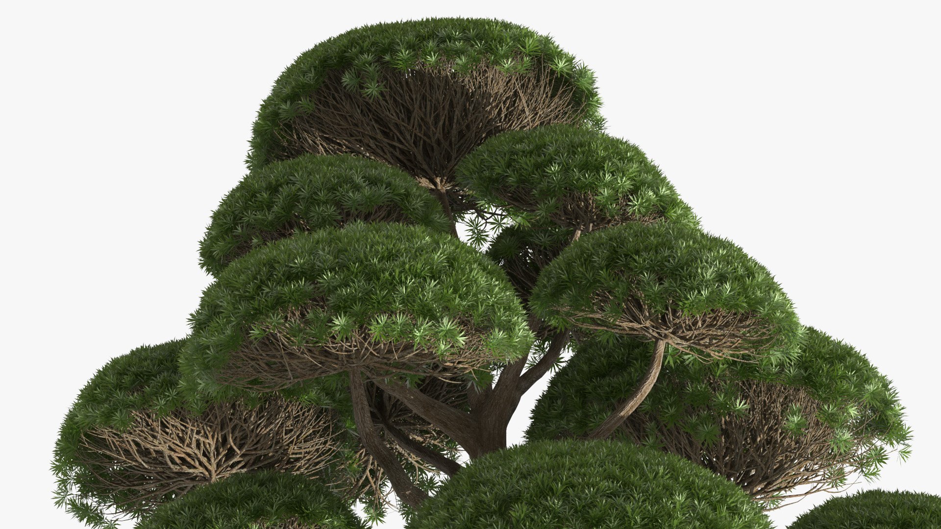 3D Evergreen Trees Collection 2 https://p.turbosquid.com/ts-thumb/oK/Tsu5hp/9h/evergreentreescollection2mb3dmodel065/jpg/1647002379/1920x1080/fit_q87/828552bb333c350466b2b9ebc463f8f8e3c91215/evergreentreescollection2mb3dmodel065.jpg