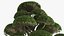 Evergreen Trees Collection 2