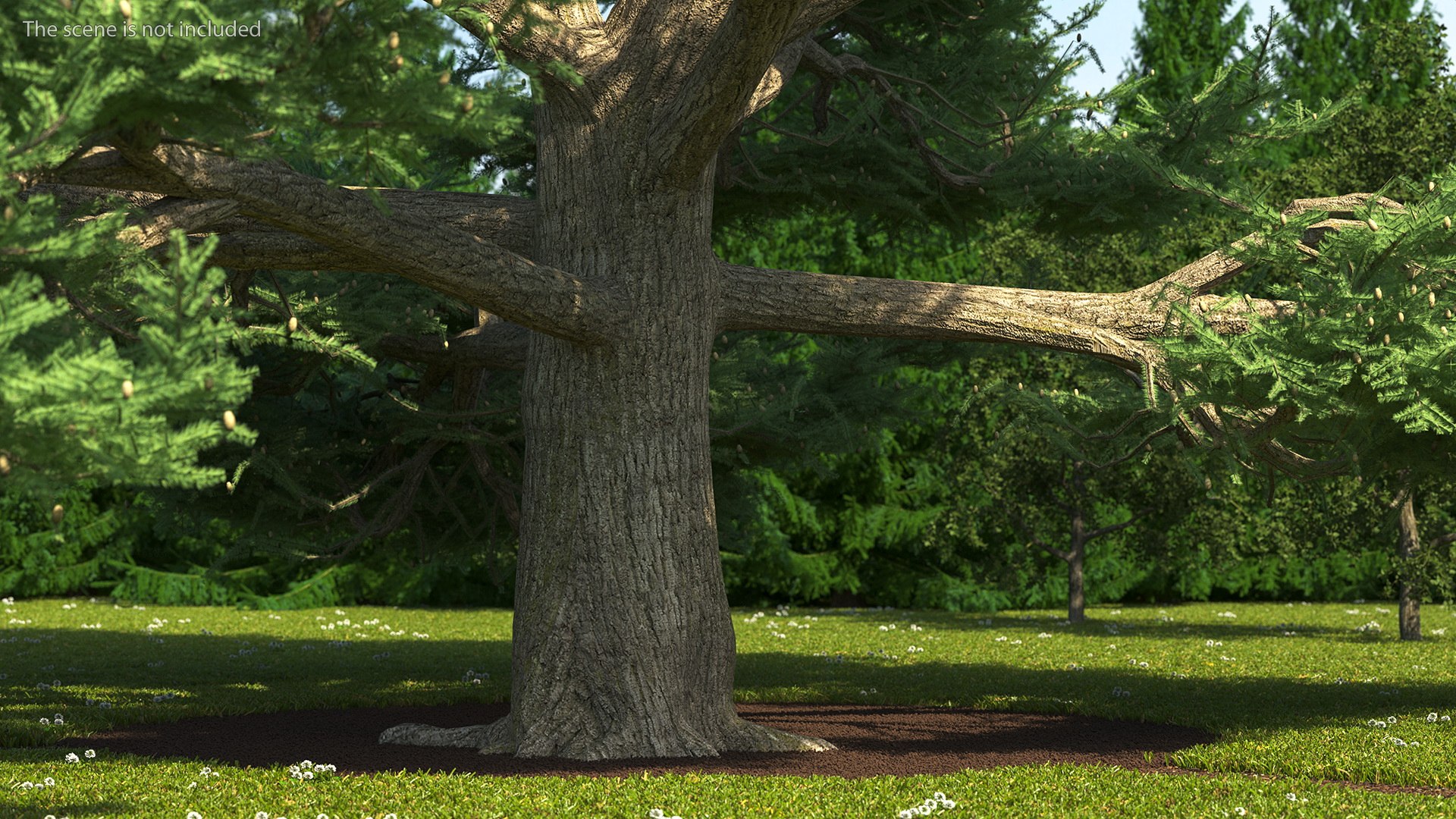 3D Evergreen Trees Collection 2 https://p.turbosquid.com/ts-thumb/oK/Tsu5hp/9w/evergreentreescollection2mb3dmodel042/jpg/1647002306/1920x1080/fit_q87/956d306962b8d531d16c8987047a84148d005551/evergreentreescollection2mb3dmodel042.jpg