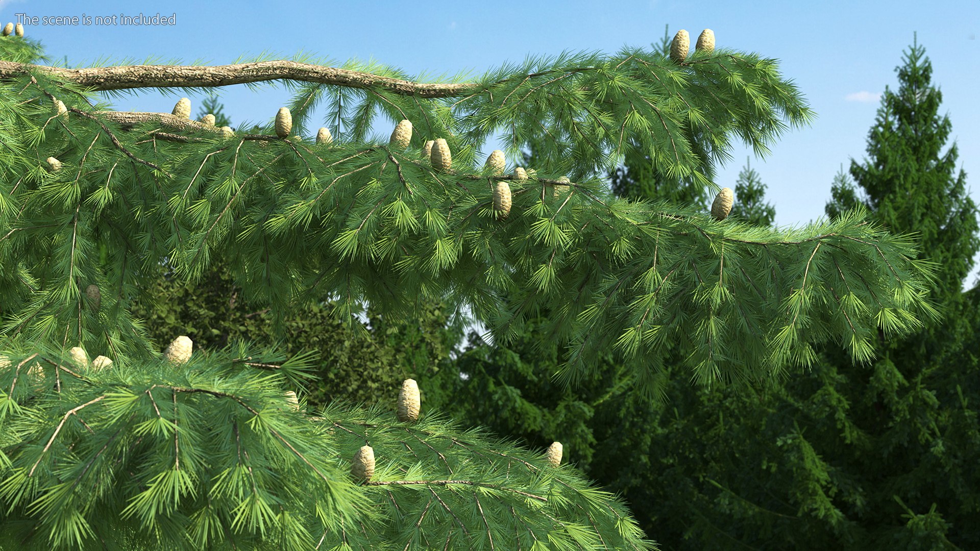 3D Evergreen Trees Collection 2 https://p.turbosquid.com/ts-thumb/oK/Tsu5hp/Bo/evergreentreescollection2mb3dmodel029/jpg/1647002264/1920x1080/fit_q87/7166e09dc374c6f846773a88ff53cd55d376a62d/evergreentreescollection2mb3dmodel029.jpg