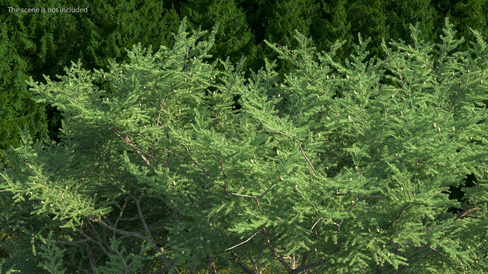 3D Evergreen Trees Collection 2 https://p.turbosquid.com/ts-thumb/oK/Tsu5hp/E8/evergreentreescollection2mb3dmodel044/jpg/1647002312/1920x1080/fit_q87/d338374f4e9e23d402d39e7ecf7b0bf94ba7c4f8/evergreentreescollection2mb3dmodel044.jpg